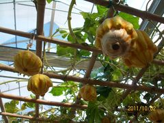 北京观光南瓜园&nbsp;(25)-观光南瓜园