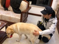 -多乐狗狗宠物训练工作室