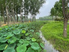 -东郊湿地公园