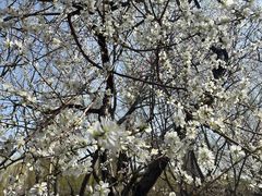 -桃花堤公园