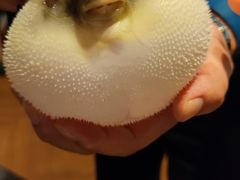-肆月河豚·新淮扬(金融街店)