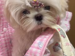 -瑞派康怡24h宠物医院·犬猫医疗中心·微创绝育(瑞景分院)