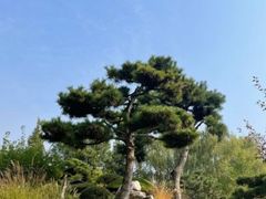 -渡海小渔村.老辈日照菜