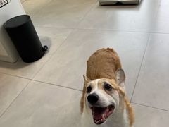 -关爱宠物医院·猫科中心·消化科(滨湖万达分院)