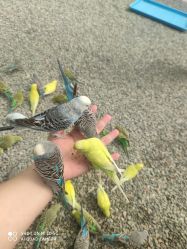 -萌宠亲子动物乐园(槐房万达店)