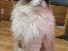 -滚猫咖啡·猫咖·猫友好撸猫(未来城店)