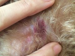 -中农大我爱我爱24h动物医院·中医针灸·猫专科·骨科医疗中心(双井店)