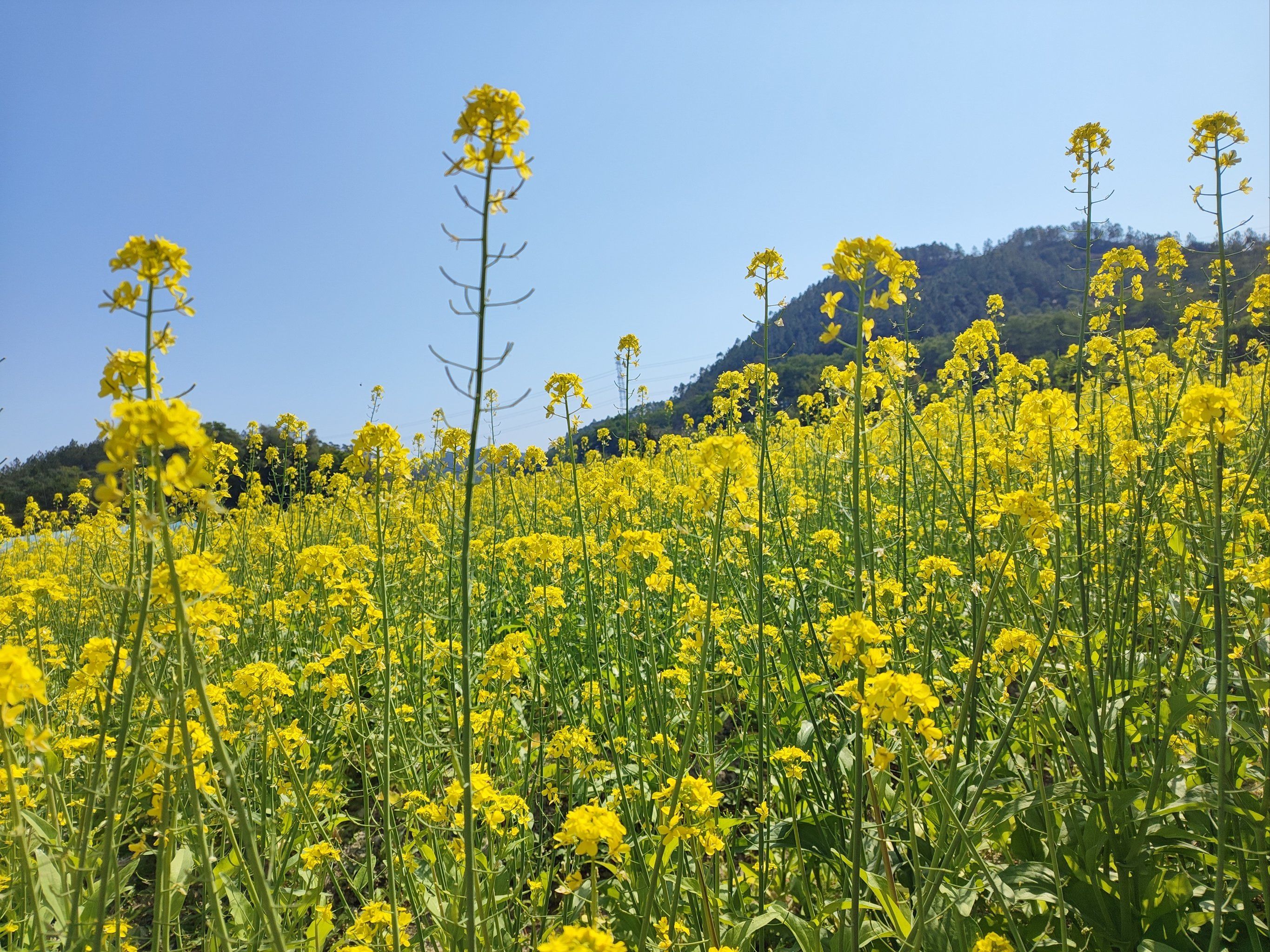 乡村画卷～油菜花海