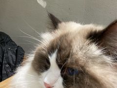 -藏猫猫咖啡主题馆(中央大道店)