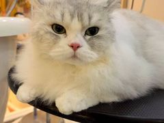 -momokira米努特·德文卷毛猫·棉花面纱犬