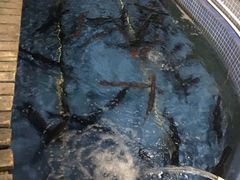 -鲤鱼塘农家山庄