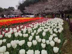 -苏州上方山国家森林公园