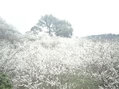 -广州市流溪河国家森林公园