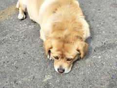 -苏渝轩锅盖面(润州万达广场店)