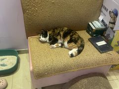 -瑞派申生动物医院·24H夜诊·国际动物医疗中心·骨外科(吴中路店)