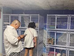 -喵百万·布偶·蓝金金渐层英短·猫舍(百子湾店)