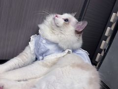-lincat·猫舍(广州店)