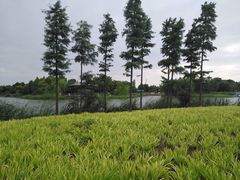 -尚贤河湿地