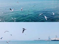 -栈桥景区