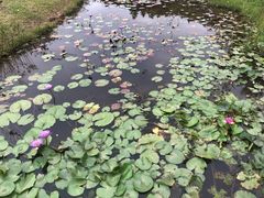 -东莞植物园
