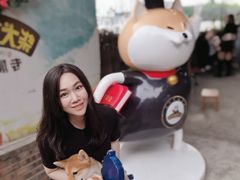 -柴犬高等学院·狗咖·柴犬售卖·宠物训练