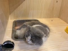 -momokira米努特·德文卷毛猫·棉花面纱犬
