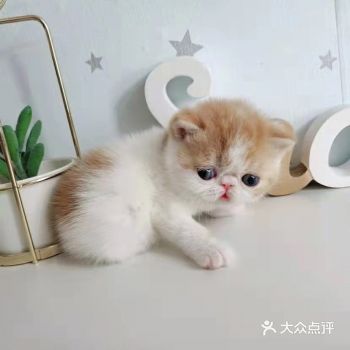 我自认是一个特别自信的人，在买猫的时候会进行超多的比