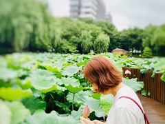 -陈家山荷花公园