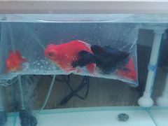 -华声天桥民俗文化园