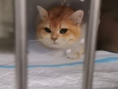 -达爱动物医院·犬猫分区·CT·复杂眼科(远洋山水分院)