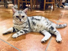 -more than meow吴止猫主题餐厅(承德 中船汇店)