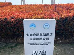 -合肥滨湖国家森林公园