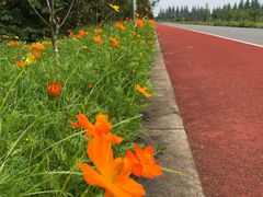 -上海长兴岛郊野公园