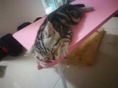 -瑞派·关忠动物医院·猫专科·犬专科(三环新城店)
