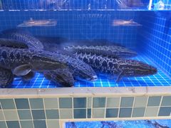 -大河宴椒麻鱼(嘉和园店)