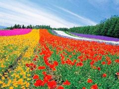 -富田农场