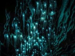 -怀托摩萤火虫洞