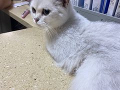 -安安宠医·安宠宠物医院