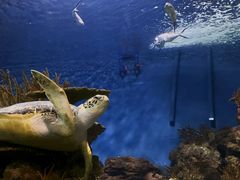 -上海海洋水族馆