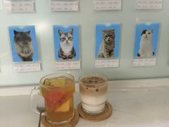 -喵园·猫主题咖啡厅·撸猫·猫咖(国贸店)