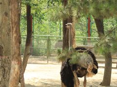 -青藏高原野生动物园