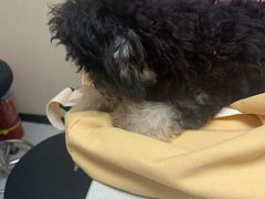 -安安宠医宠物医院·异宠·犬猫内科(岳阳分院)