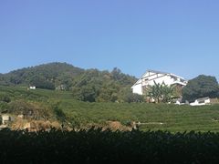 -阿巧茶庄