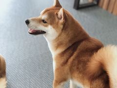 -柴源莊·柴小宠柴犬咖啡