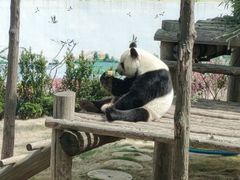 -西霞口神雕山野生动物世界