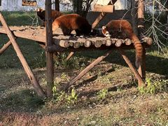 -合肥野生动物园