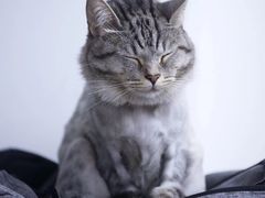 -菠萝格斗巴西柔术训练馆