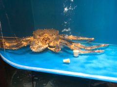 帝王蟹-蟹田居·活蟹料理(东城店)