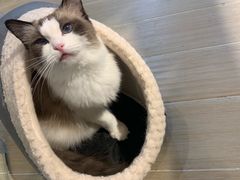 -momokira米努特·德文卷毛猫·棉花面纱犬