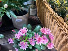 -双季花艺园艺市场(浦东店)